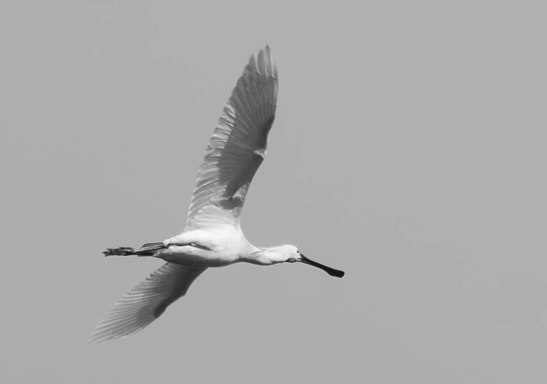 Gibraltar Point National Nature Reserve-斯凯格内斯必去景点