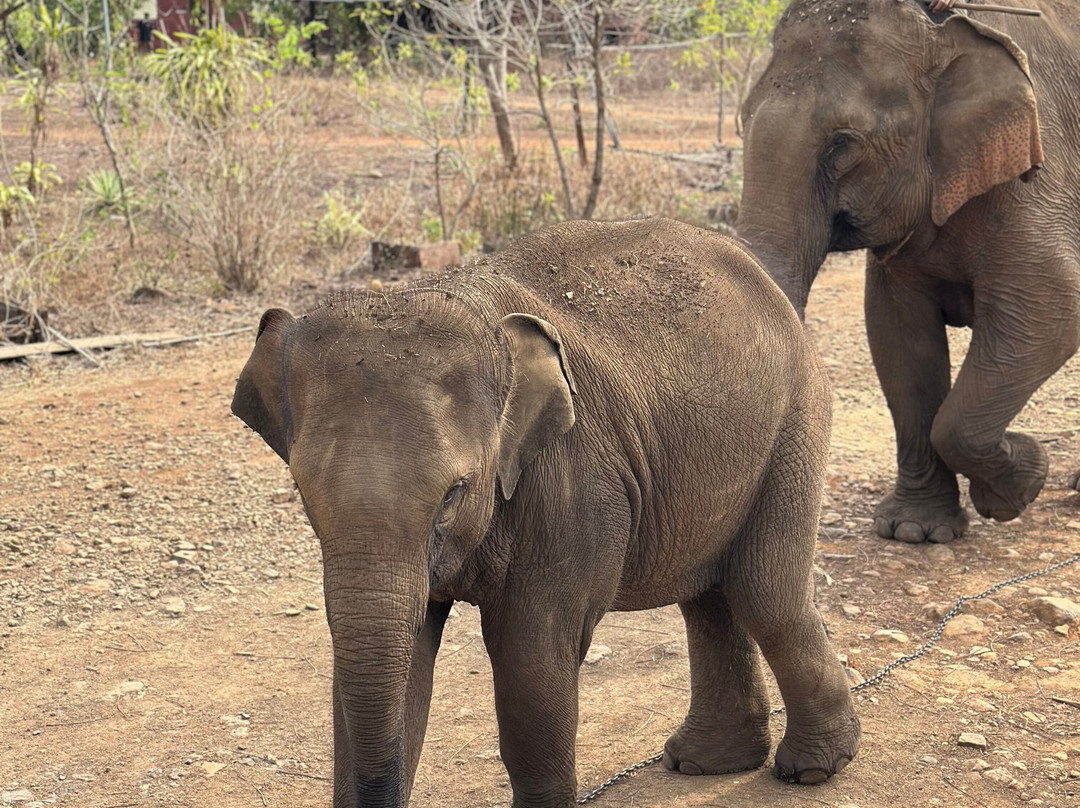 Airavata Elephant Foundation-邦隆必去景点