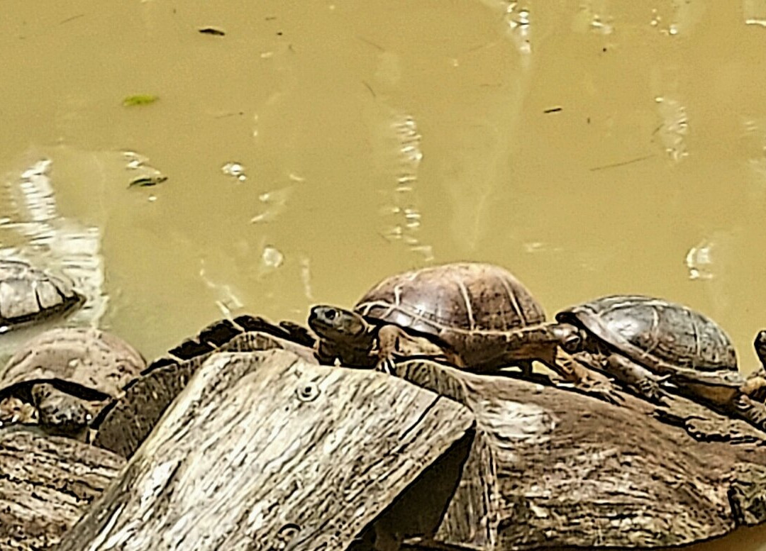 Zoo De Guadeloupe Au Parc Des Mamelles-Bouillante必去景点