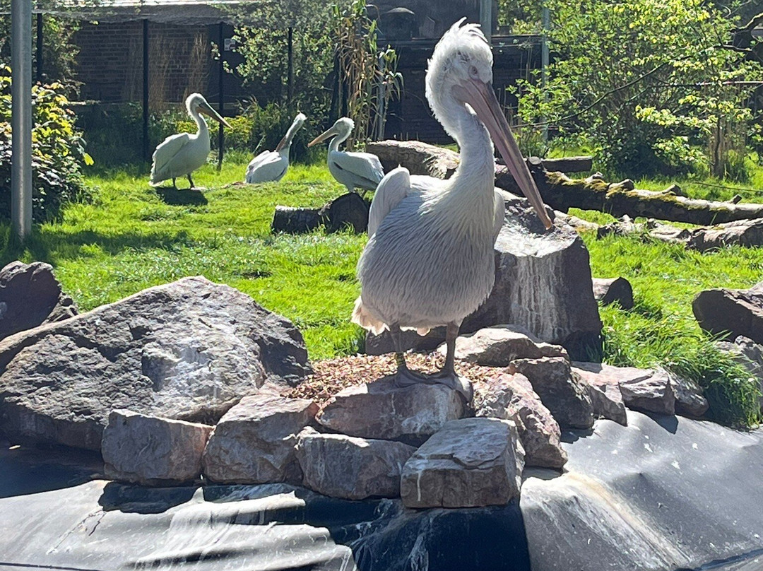Paignton Zoo Environmental Park-佩恩顿必去景点