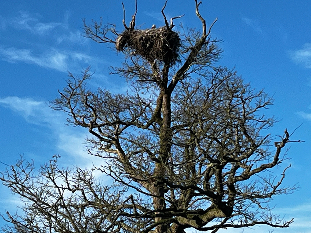 Knepp Wildland Safaris-霍舍姆必去景点