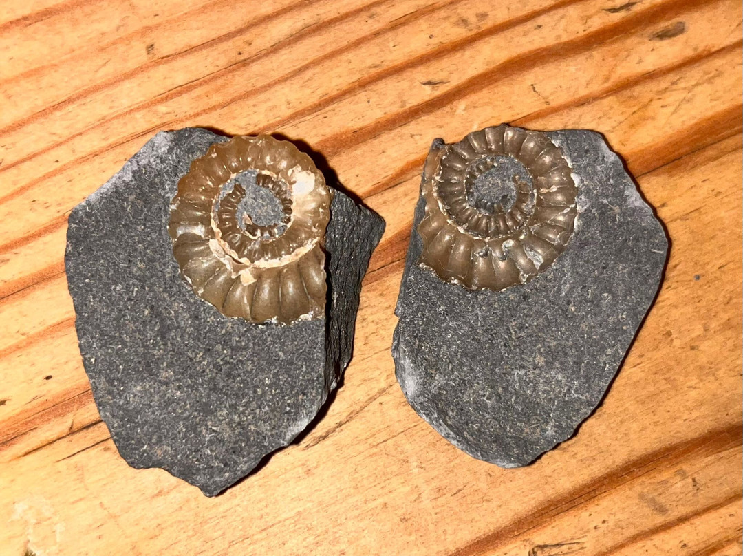 Jurassic Coast Guides-Charmouth必去景点