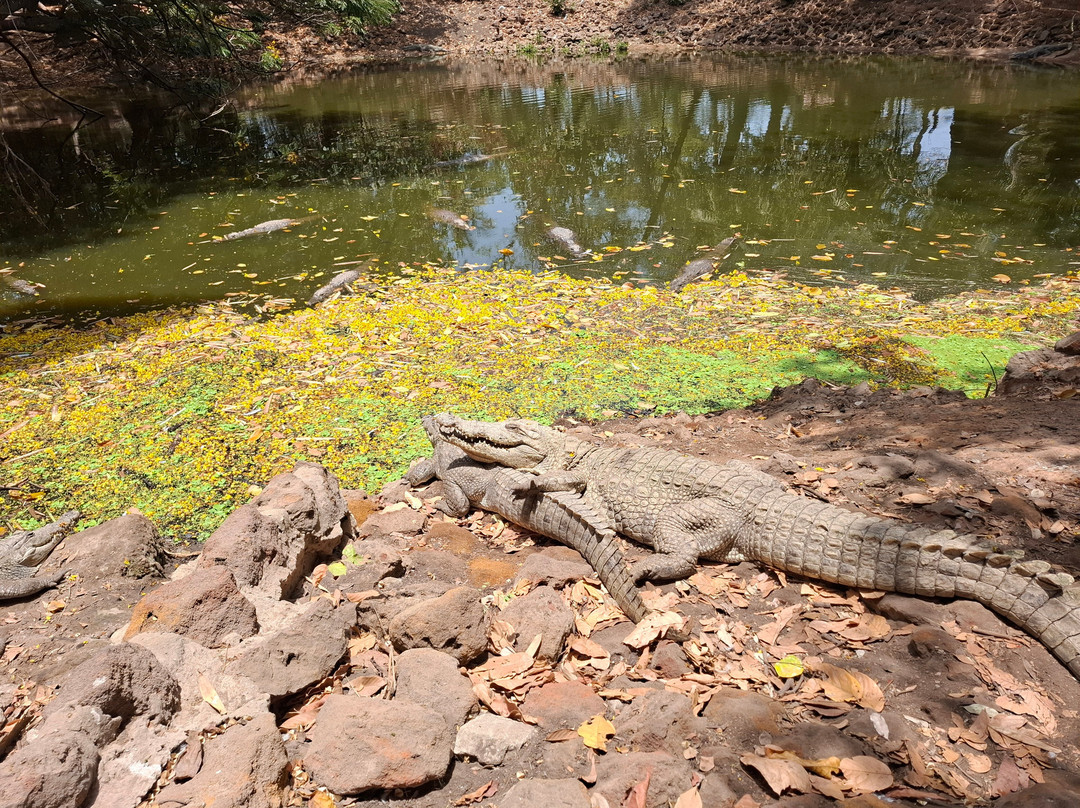Kachikally Crocodile Pool-Bakau必去景点