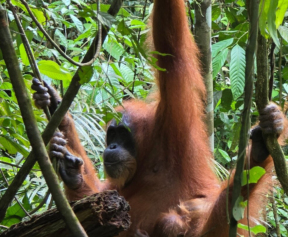 WONDERFULL ORANGUTAN SUMATRA-武吉拉旺必去景点