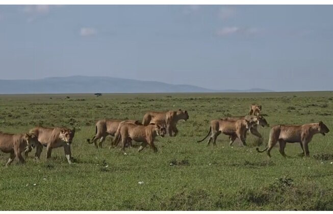 Tsavo Travel & Safaris-内罗毕必去景点