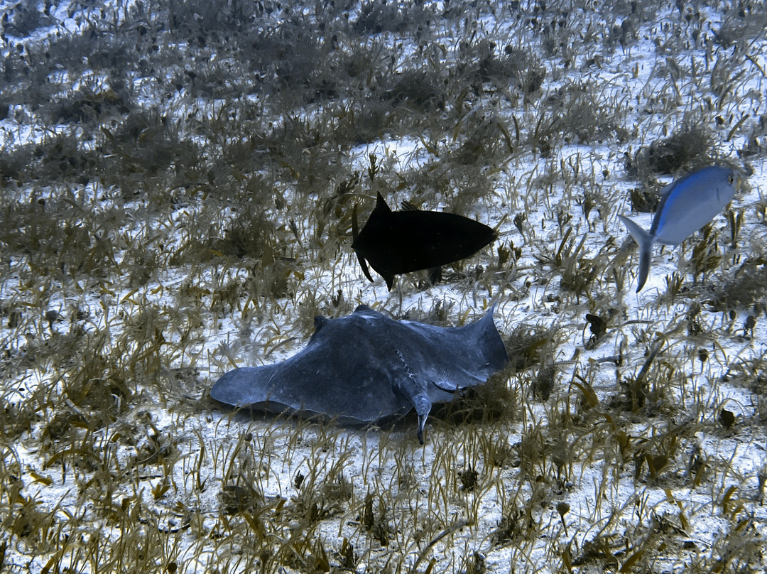 Scuba Life Cozumel-San Miguel de Cozumel必去景点