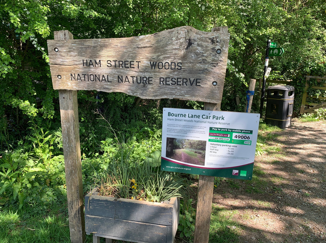 Hamstreet Woods National Nature Reserve-Hamstreet必去景点