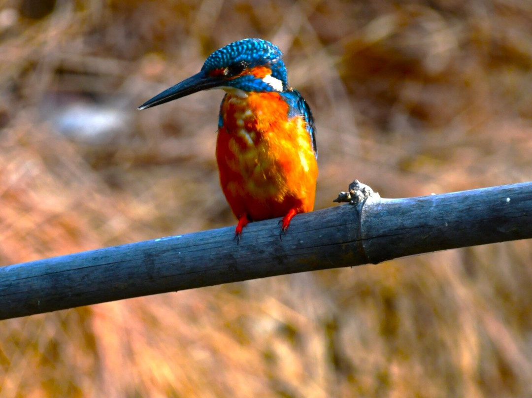 Tadoba Andhari National Park-Chandrapur District必去景点