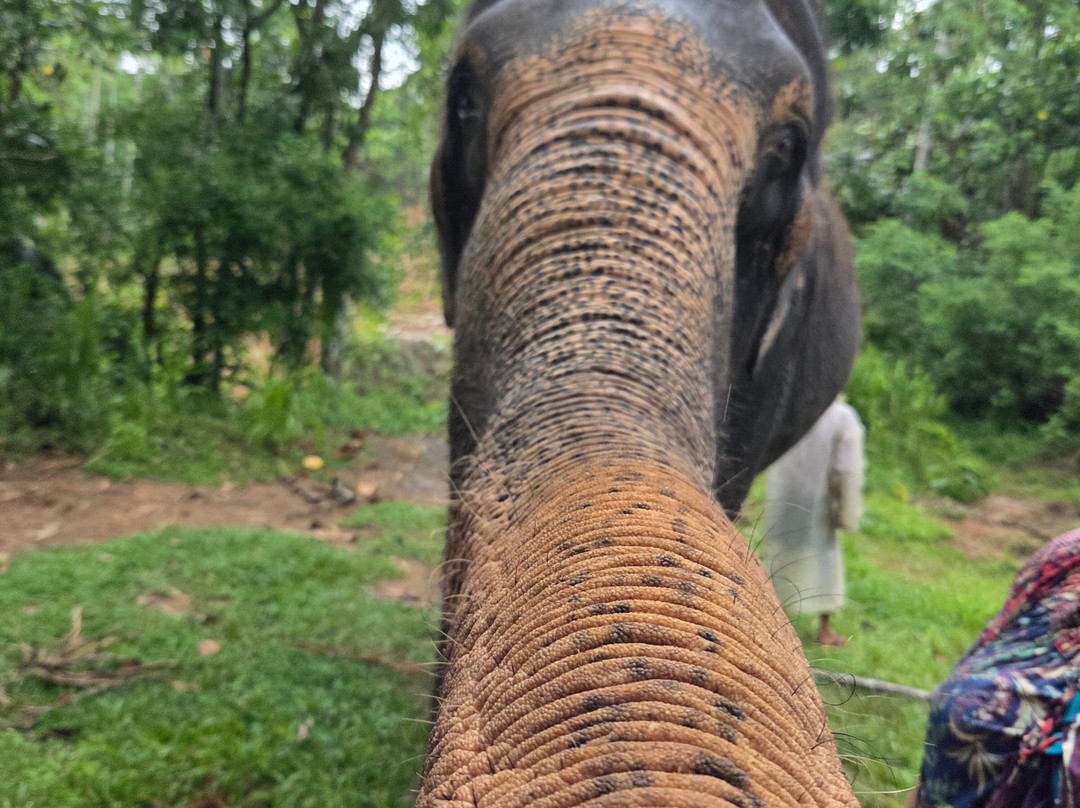 Elephant Freedom Project-凯格勒 必去景点