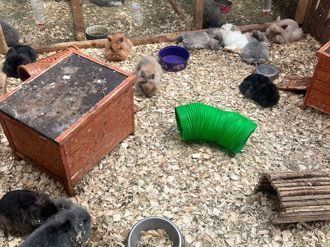 Beetle Bank Open Farm-约克必去景点