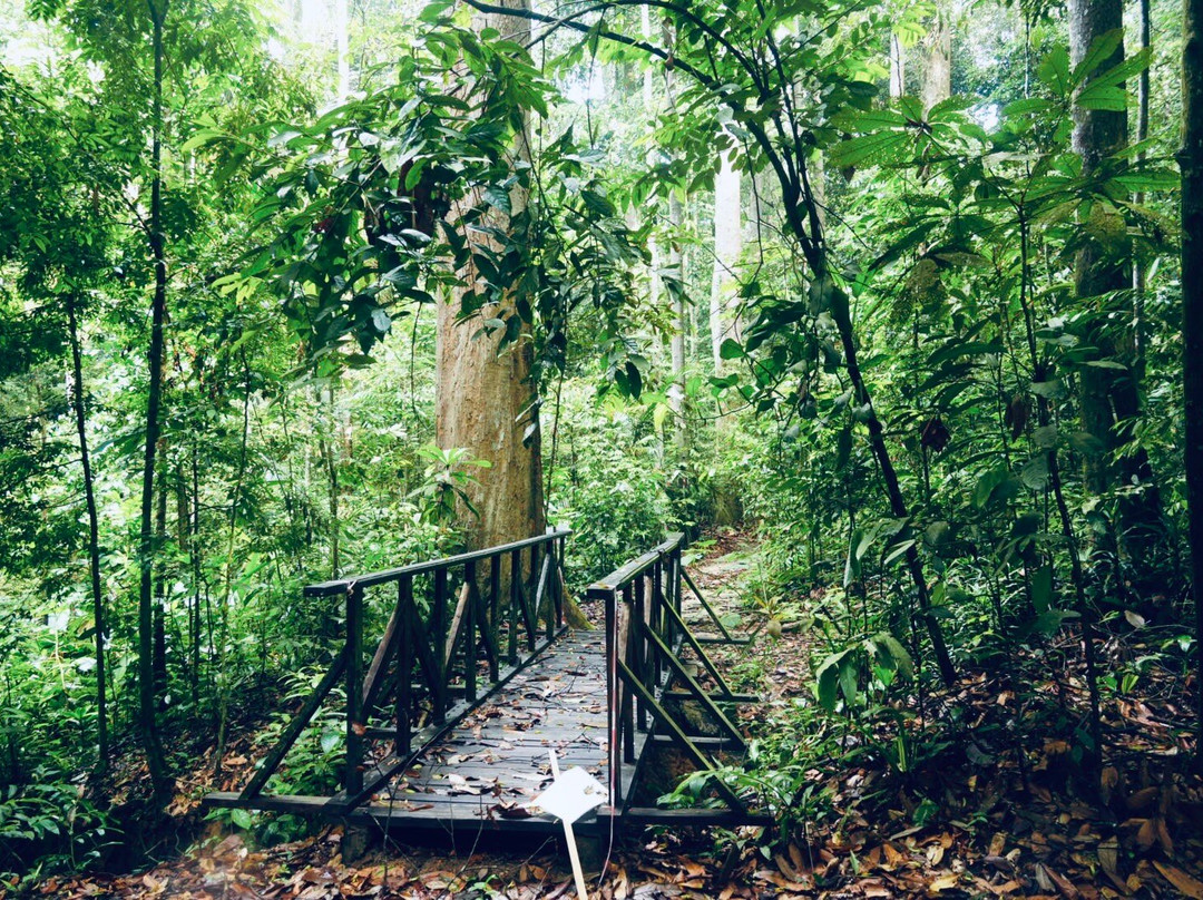 FRIM -Forest Research Institute of Malaysia-八打灵再也必去景点