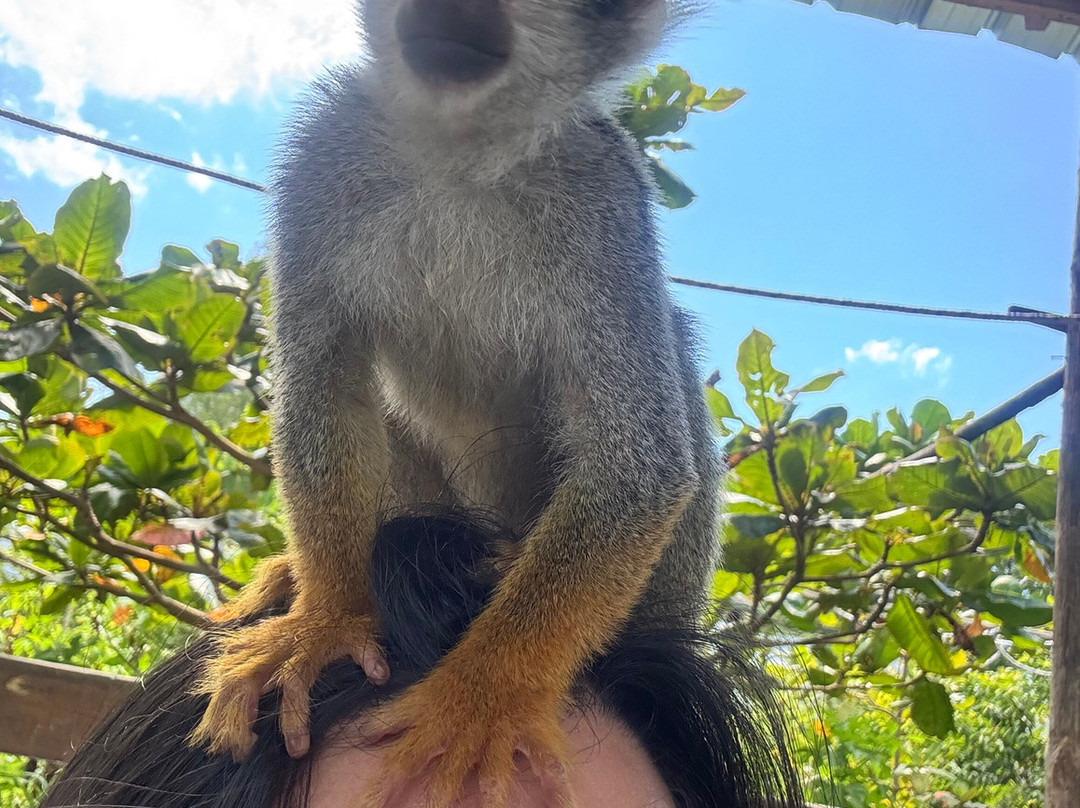 Monkey Home Puerto Plata-普拉塔港必去景点