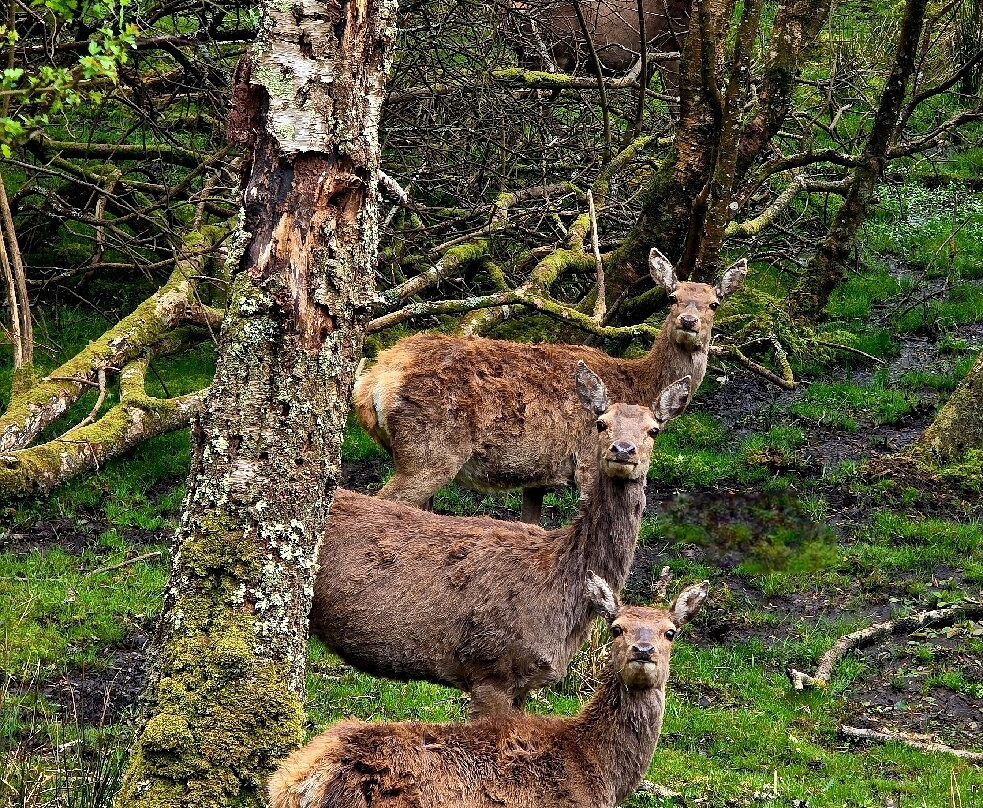 Bainloch Deer Park-Dalbeattie必去景点
