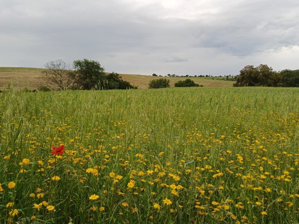 Agriturismo Colleverde Capalbio-旅行者