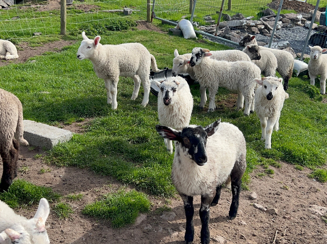 Hold A Baby Lamb-Glanfahan必去景点