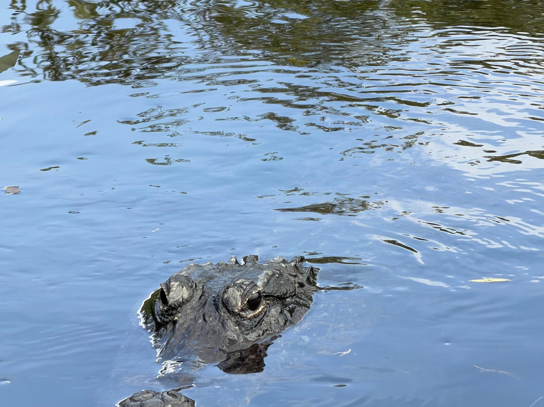 Everglades Swamp Tours-Everglades Wildlife Management Area必去景点