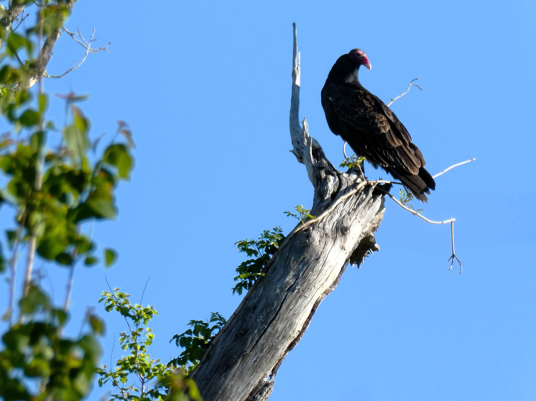 Palmetto Island State Park-Abbeville必去景点
