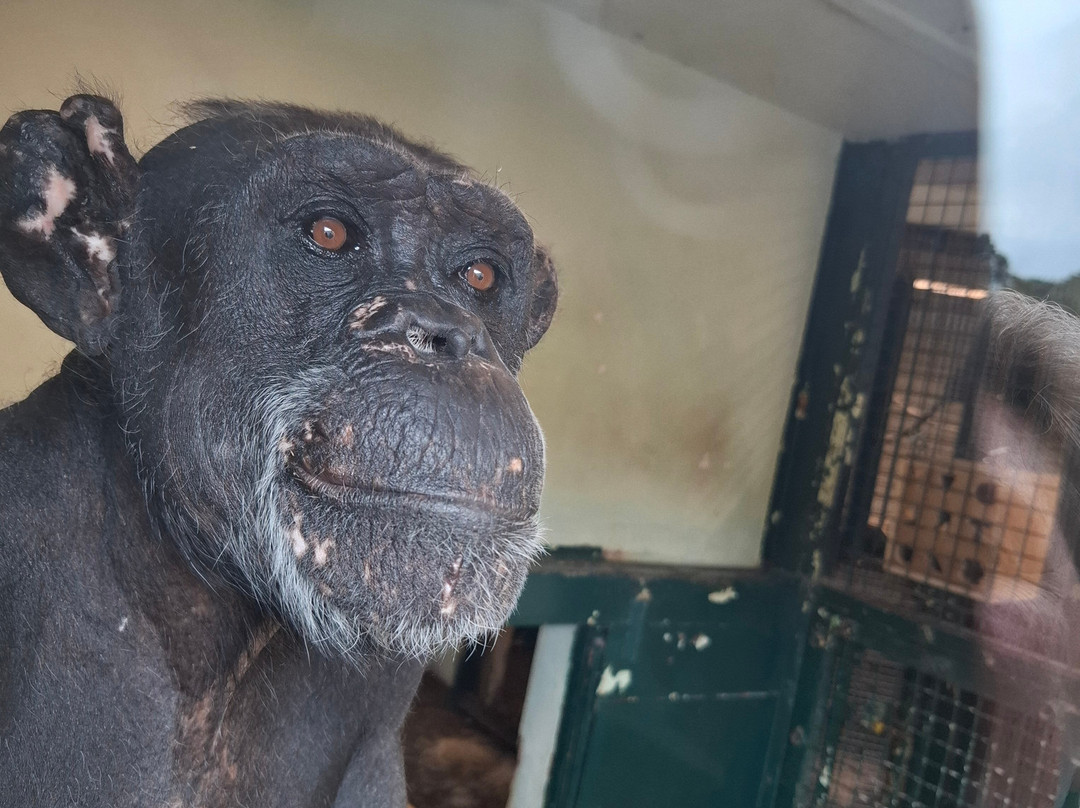 Welsh Mountain Zoo-科尔温湾必去景点
