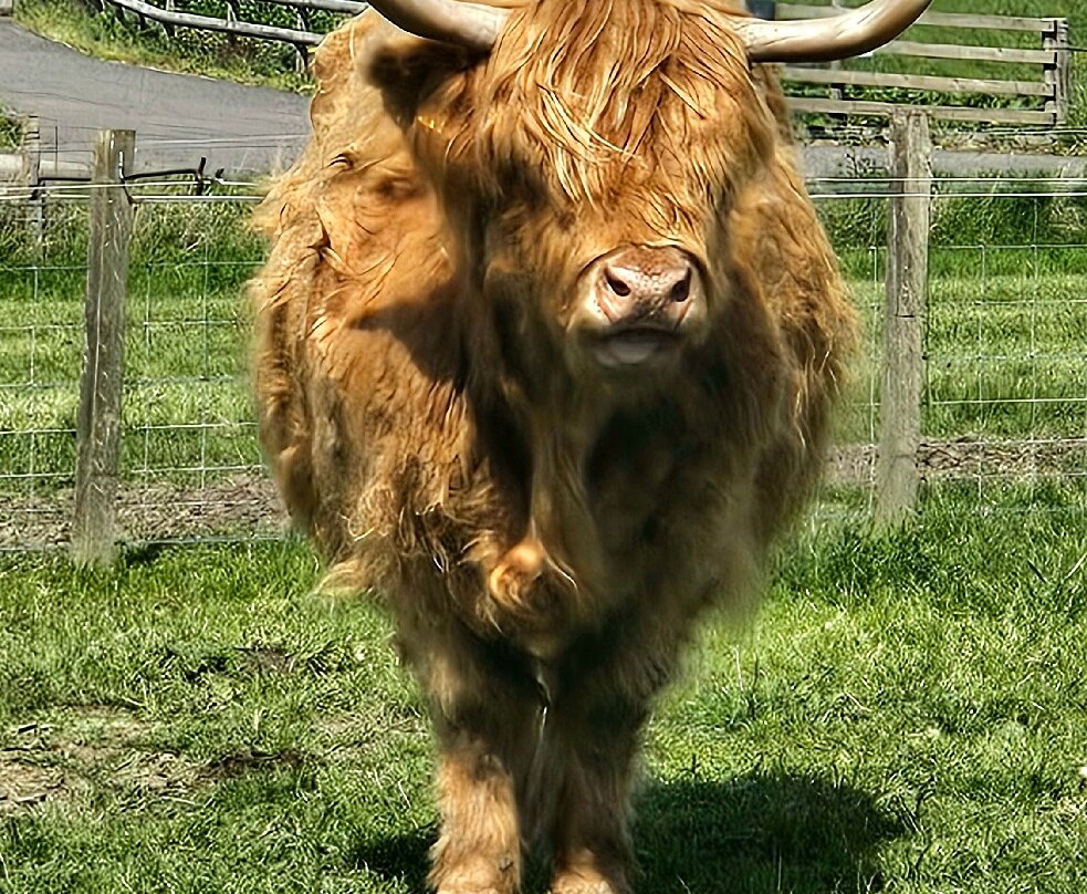 Robertson's - The Larder & Highland Cows - Beauly-Beauly必去景点