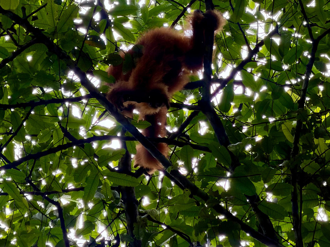 Local Jungle Trekking Guide-Ketambe必去景点