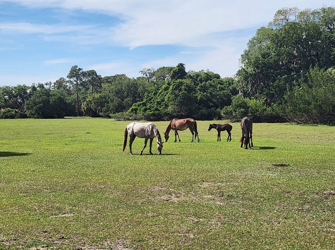 Cumberland Island National Seashore-St. Marys必去景点