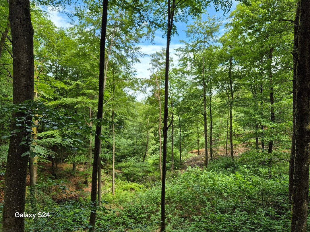 Parc Forestier Récréatif Chlorophylle-Manhay必去景点