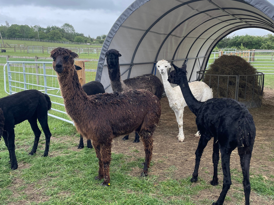 Cotswold Vale Alpacas-伊夫舍姆必去景点