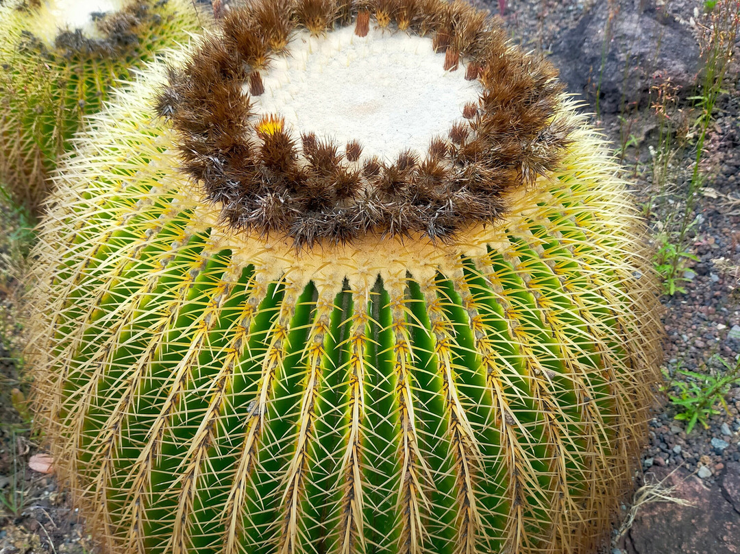 Jardín Botánico Viera y Clavijo-大加那利岛拉斯帕尔马斯必去景点