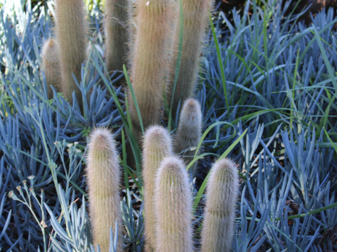Gibraltar Botanic Gardens (The Alameda)-直布罗陀必去景点