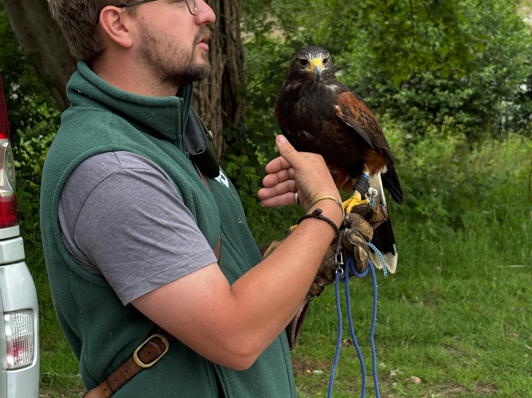 East Sussex Falconry-Herstmonceux必去景点