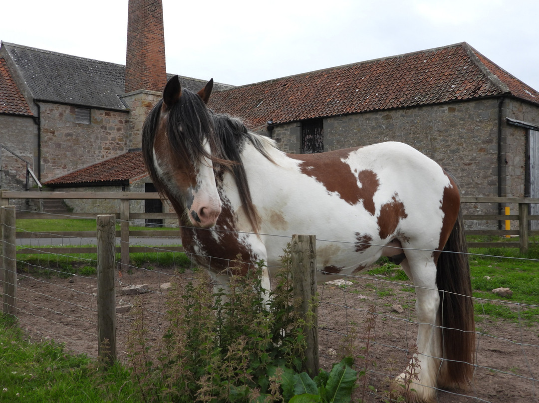 Hay Farm Heavy Horse Centre-特威德河畔贝里克必去景点