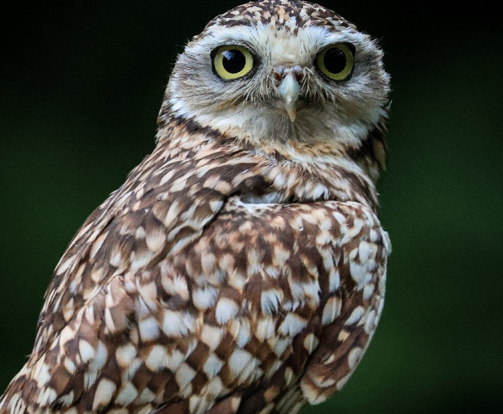 Loch Lomond Bird Of Prey Centre-Balloch必去景点