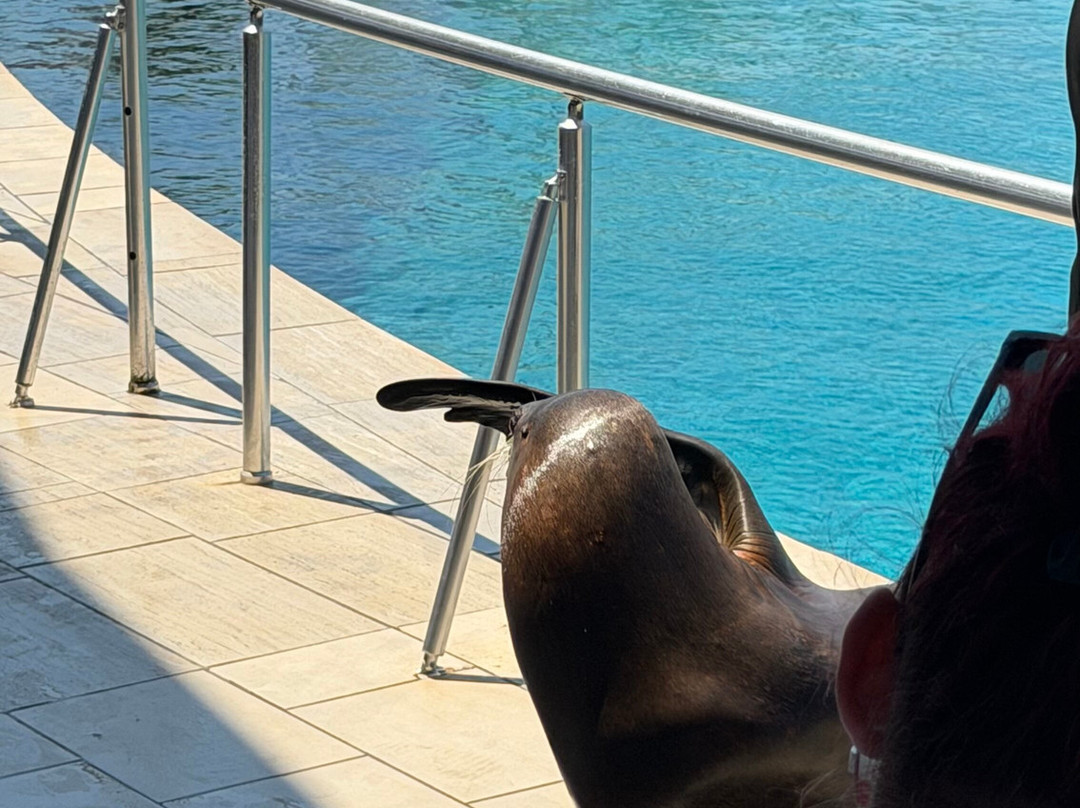 Sealanya Dolphinpark Seapark-蒂尔克莱尔必去景点