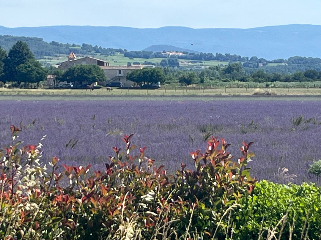 Provence Cycling Holidays主图