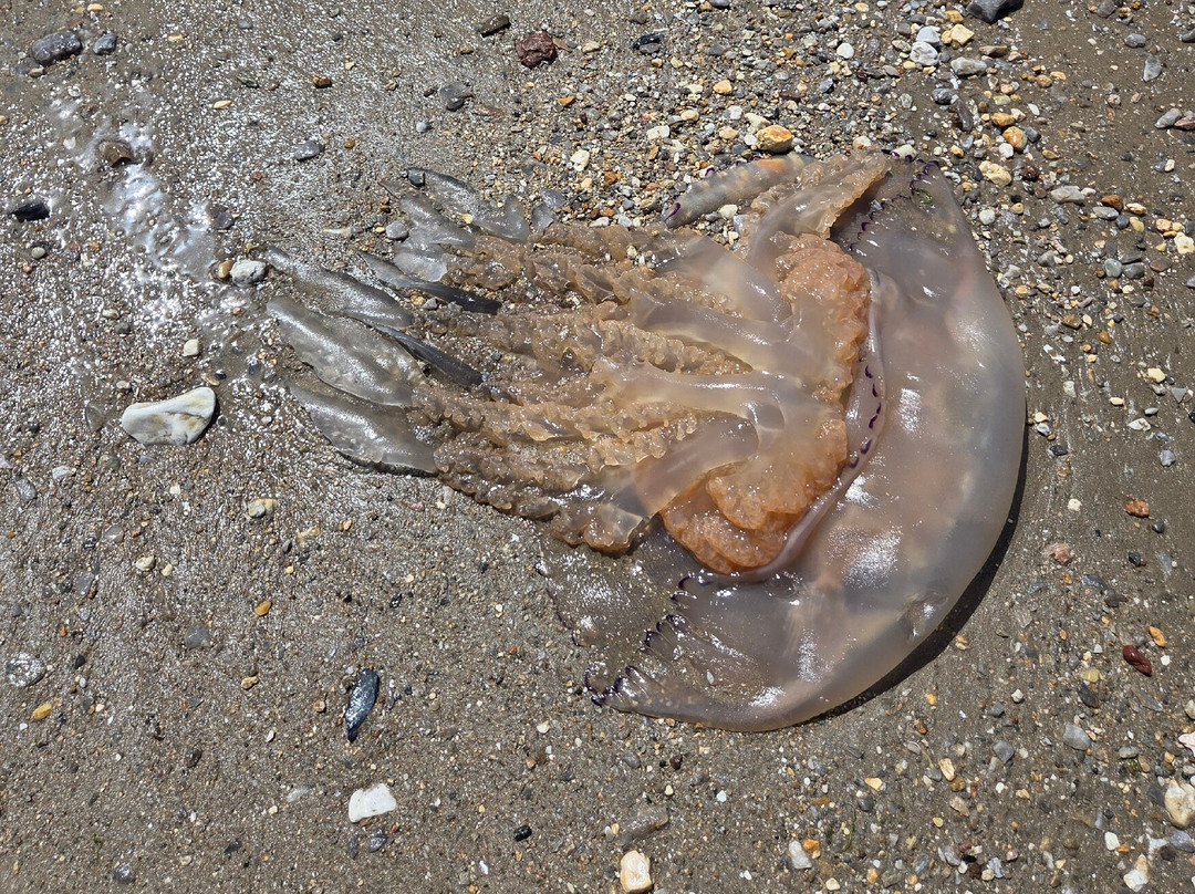 Plage de la Mine d'Or-Penestin必去景点