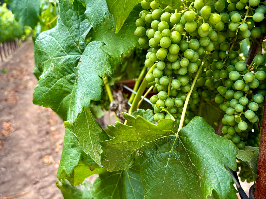Rutherford Ranch Winery-圣海伦娜必去景点