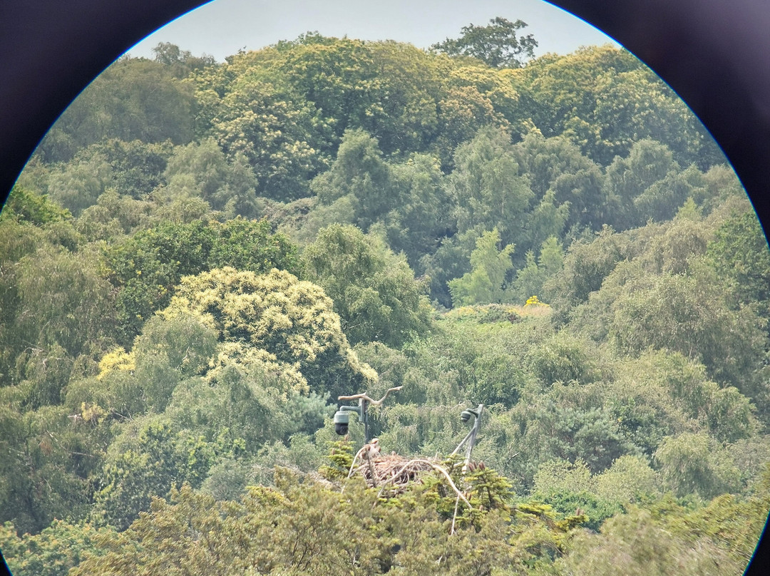 Birds Of Poole Harbour Events-普尔必去景点