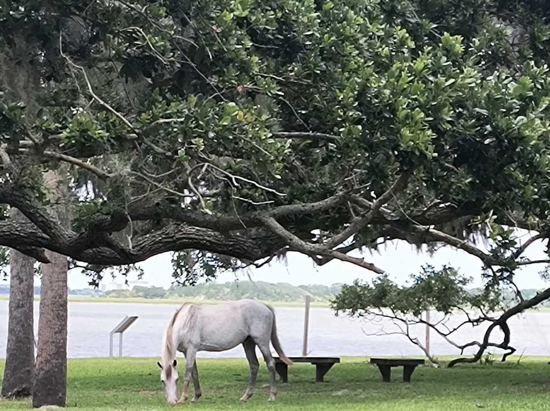 Cumberland Island National Seashore-St. Marys必去景点