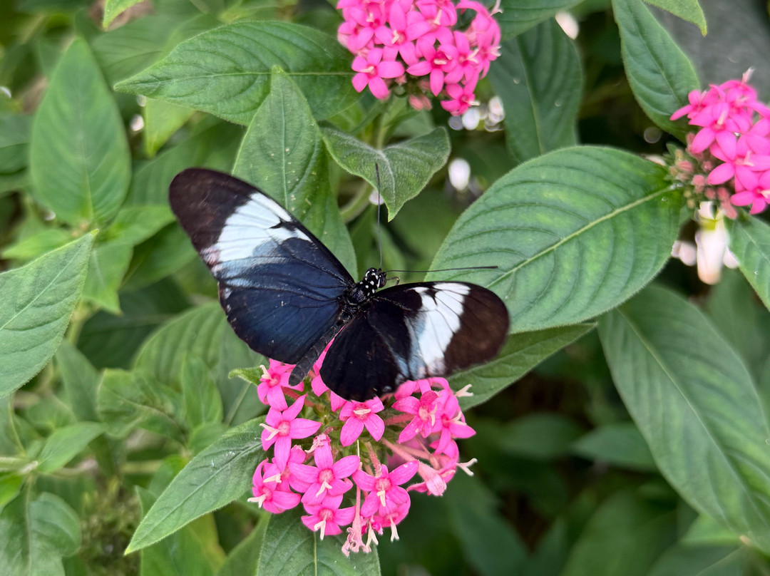 Wye Valley Butterfly Zoo-瓦伊河畔罗斯必去景点