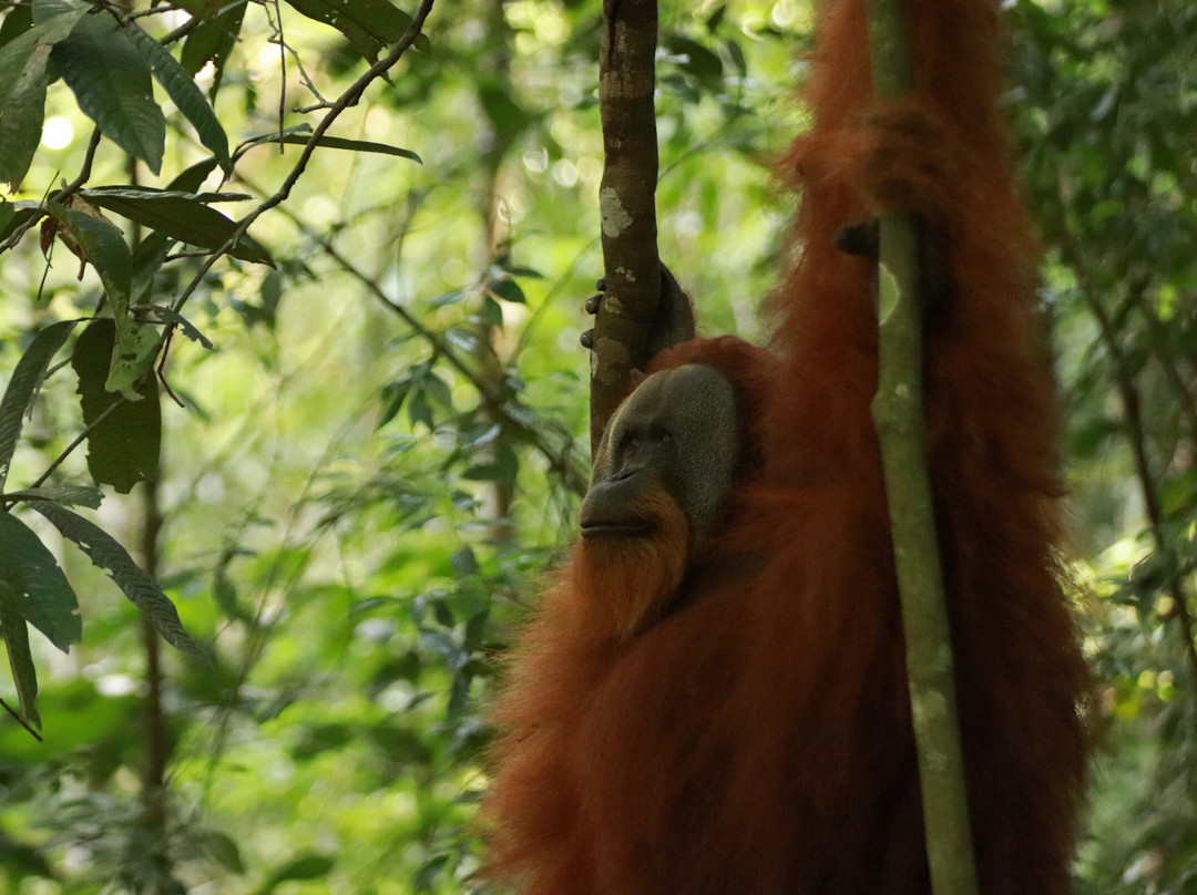 Sumatra Tour Adventures-武吉拉旺必去景点