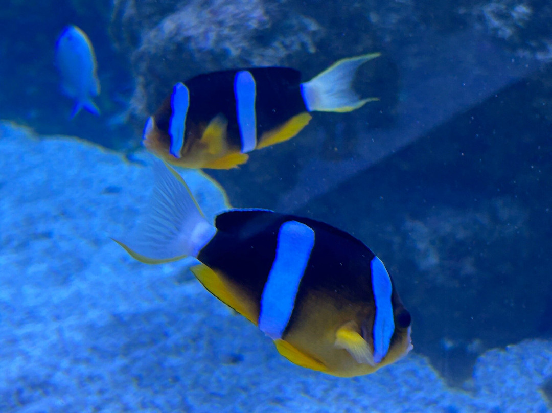 Bioparc Fuengirola-福恩吉罗拉必去景点