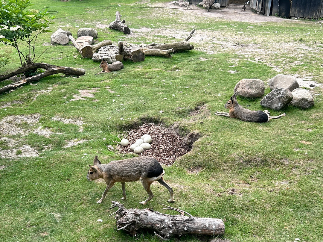 Aalborg Zoologiske Have-奥尔堡必去景点