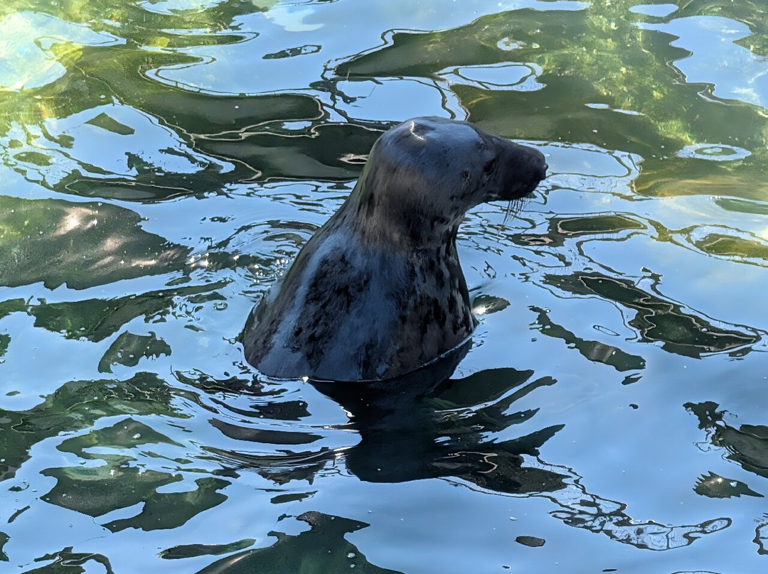 Cornish Seal Sanctuary-Gweek必去景点