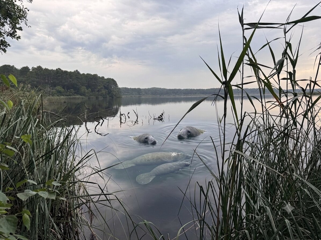 Réserve Naturelle De l'Etang De Cousseau-Lacanau-Ocean必去景点
