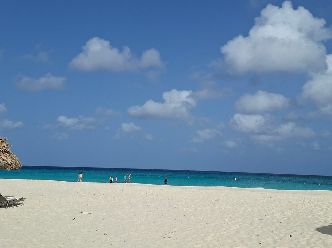 Manchebo Beach-棕榈/鹰海滩必去景点