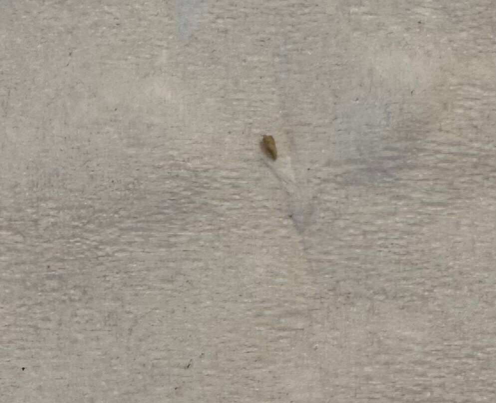 拉斯维加斯巴黎酒店主图
