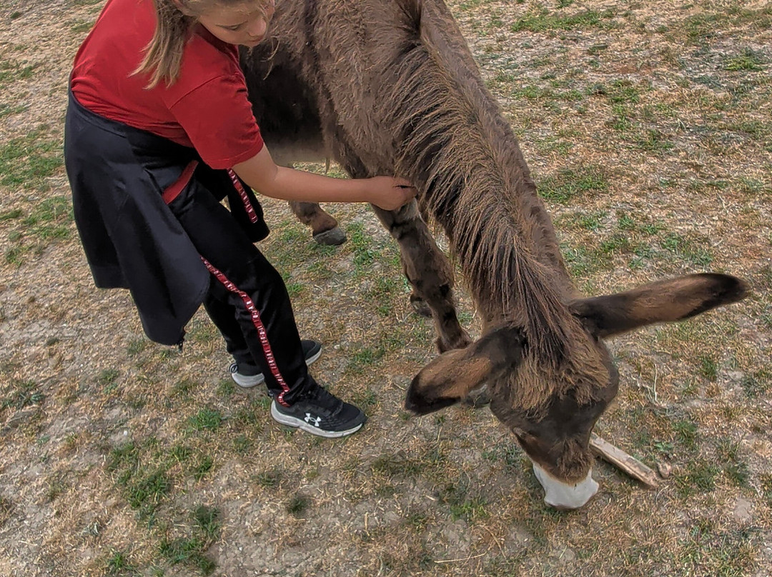 Stantons Farm - Petting Farm-Black Notley必去景点