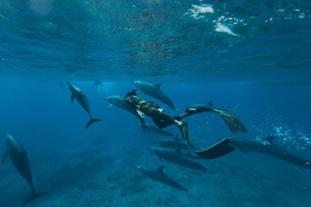 Touza Dolphin Safari & Charters Ltd-La Preneuse必去景点
