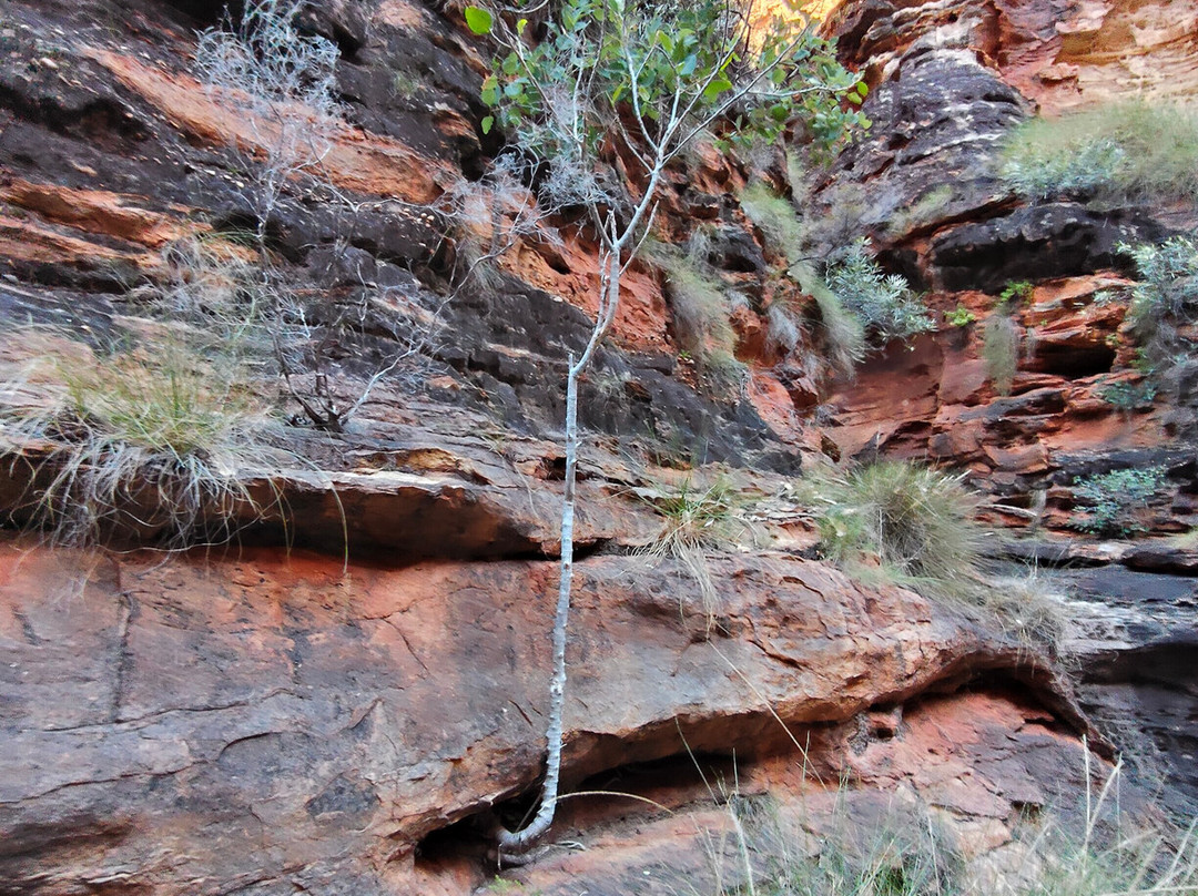 Cathedral Gorge-Purnululu National Park必去景点