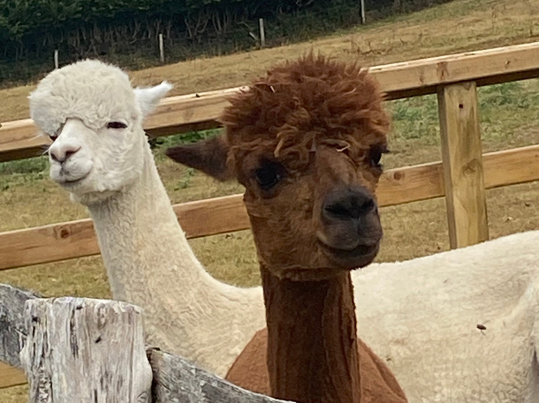 Little Orchard Alpacas-Shute必去景点